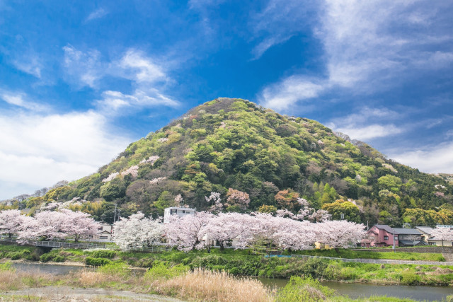 高麗山公園（湘南平）「高麗山の春（大磯町）」